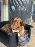 Cão