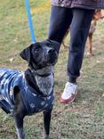 Cão