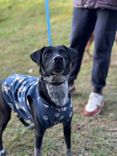 Cão