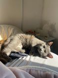 Gato