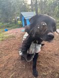 Cão