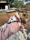 Cão