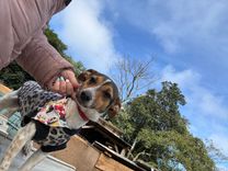 Cão