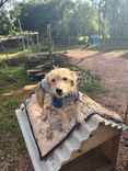 Cão