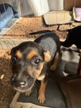 Cão