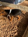 Cão