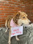 Cão