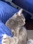 Gato