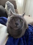 Gato