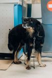 Cão