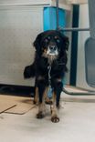 Cão