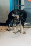 Cão