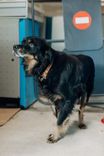 Cão