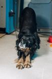 Cão