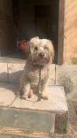Cão