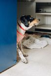 Cão