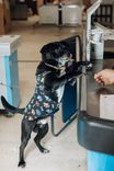 Cão