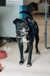 Cão