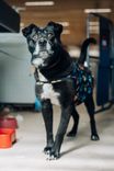 Cão