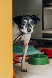 Cão