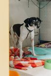 Cão