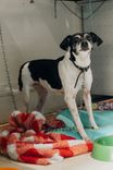 Cão