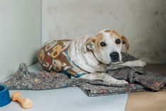 Cão