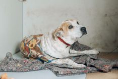 Cão