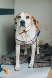 Cão