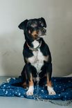 Cão