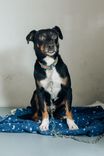 Cão