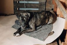 Cão