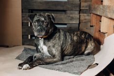 Cão