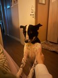 Cão