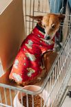 Cão