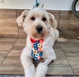 Cão
