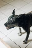 Cão
