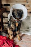 Cão