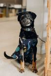 Cão