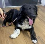 Cão