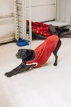 Cão