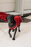 Cão