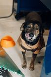 Cão