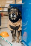 Cão