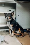 Cão