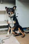 Cão