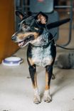 Cão