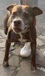 Cão