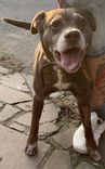 Cão