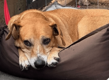 Cão